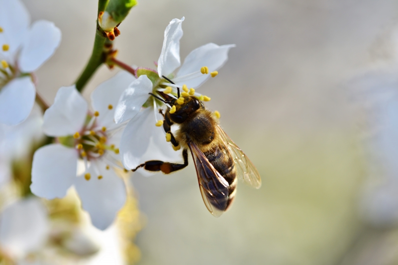 jardinerie-SEILLONS SOURCE D ARGENS-min_bee-4092986